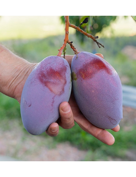 Guaven und Mangos kaufen