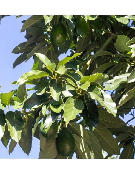 Avocados mit glatter Schale und Guaven kaufen