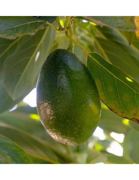 Avocados mit glatter Schale und Guaven kaufen