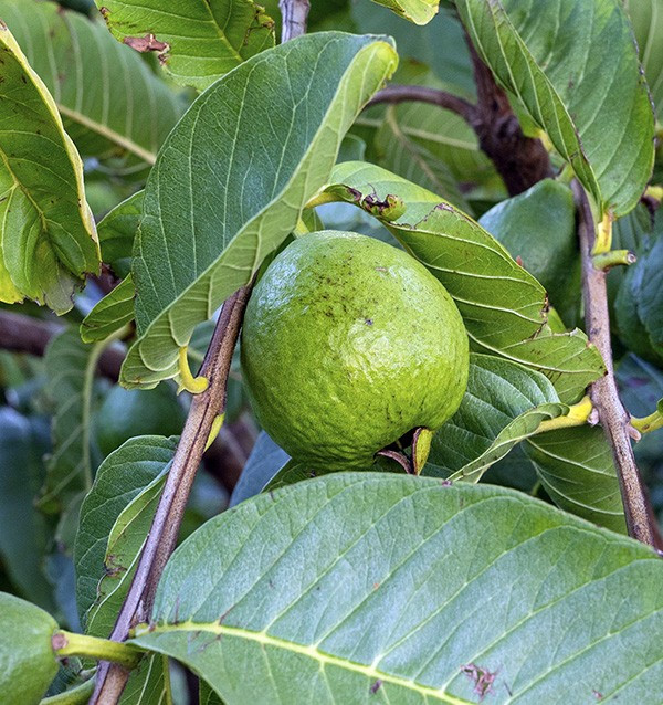 Buy Smooth-Skinned Avocados and Guavas