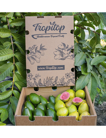 Avocados mit glatter Schale und Guaven kaufen