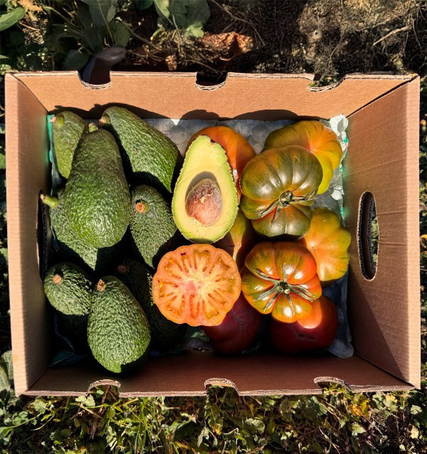 Hass Avocado und Raf Tomaten online bei Tropitop kaufen