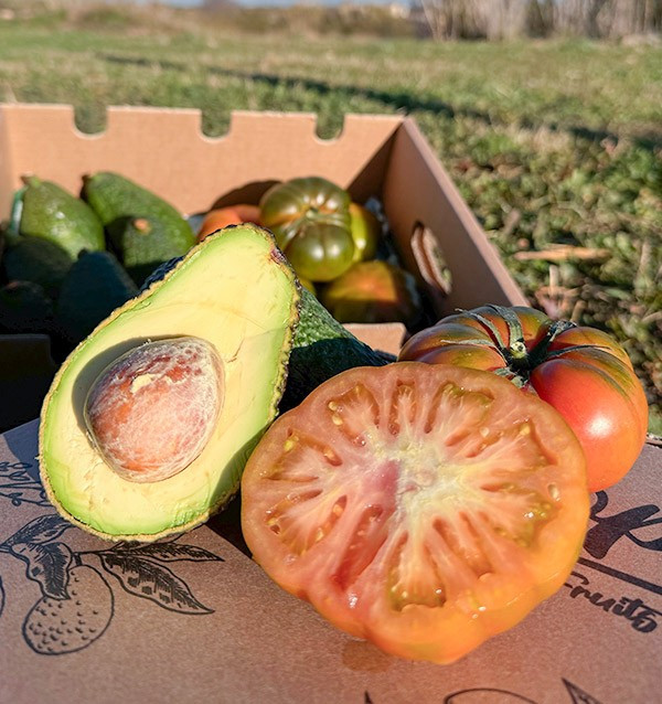 Acquista Avocado Hass e Pomodoro Raf online su Tropitop
