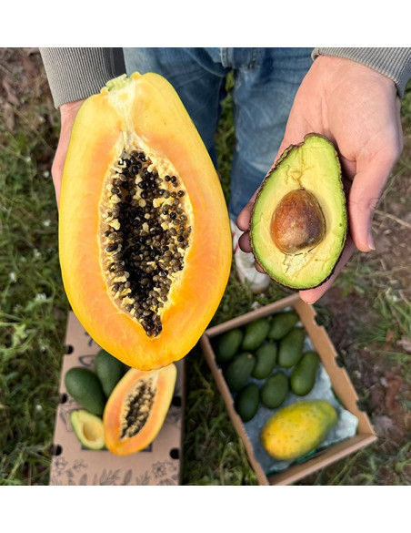 Buy Hass Avocado and Papayas | Creamy and Exotic Flavour at Tropitop