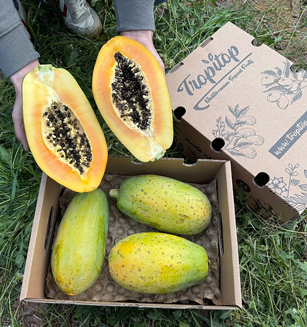 Papayas online kaufen | Entdecken Sie den exotischen Geschmack und die gesundheitlichen Vorteile