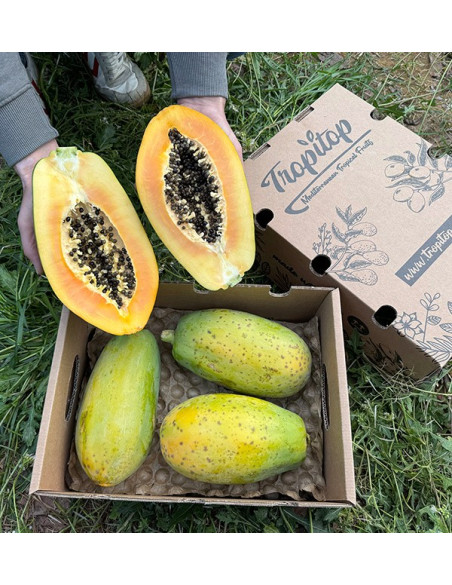 Comprar Papayas Online | Descubre el sabor exótico y los beneficios para la salud