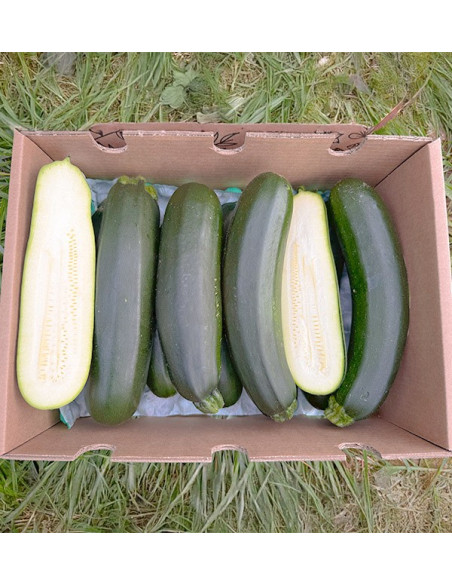 Comprar Abobrinha Verde ou Preta Online na Tropitop