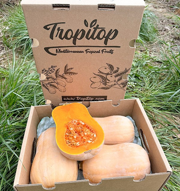 Acquistare zucca butternut online su Tropitop