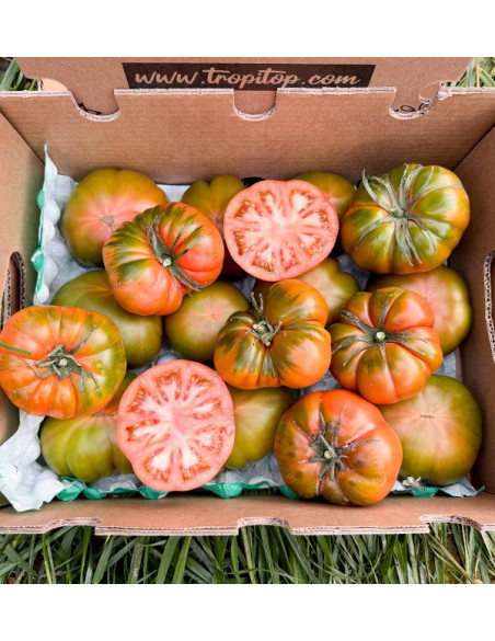 Acheter des tomates Raf en ligne chez Tropitop