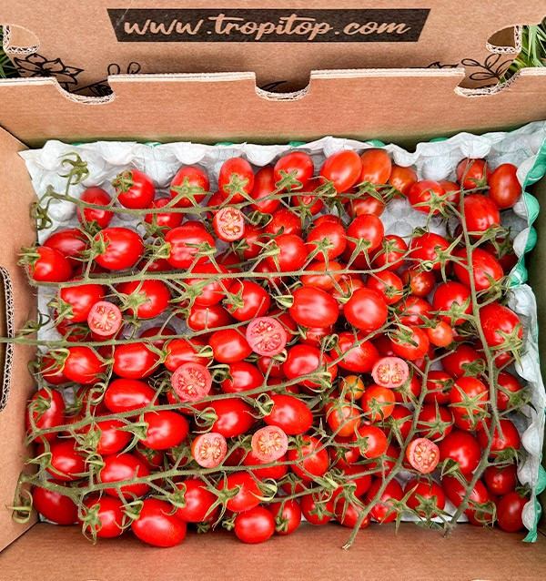 Acquista Pomodori Cherry on the Vine Online