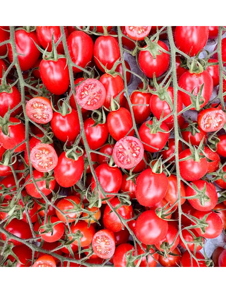 Acquista Pomodori Cherry on the Vine Online