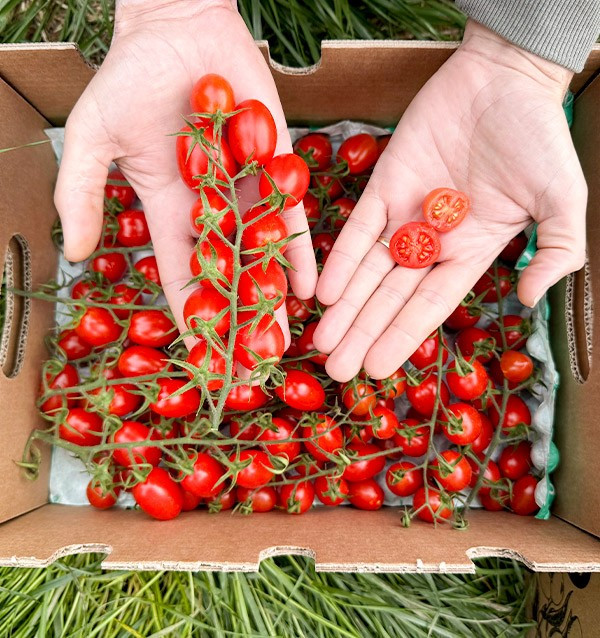 Acquista Pomodori Cherry on the Vine Online