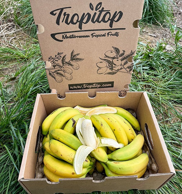 Acquista Banane delle Canarie Online su Tropitop