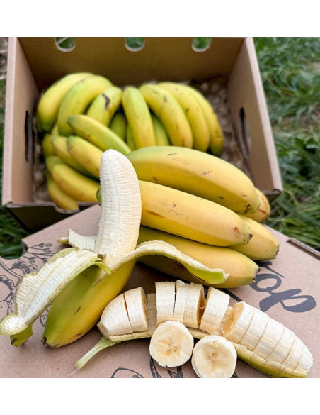 Kaufe Kanarische Bananen online bei Tropitop