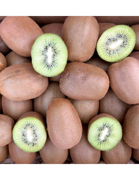 Grünen Kiwi online kaufen bei Tropitop