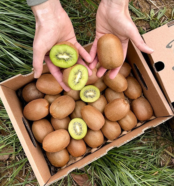 Grünen Kiwi online kaufen bei Tropitop