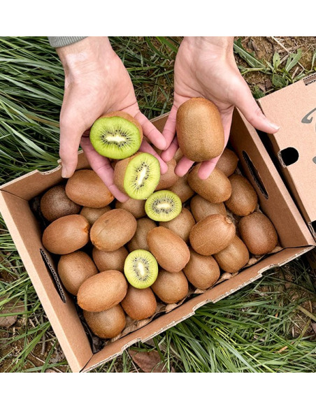 Grünen Kiwi online kaufen bei Tropitop