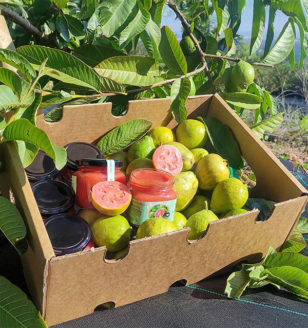 Acheter Confiture de Goyave Naturelle | Artisanale et Bio | Tropitop
