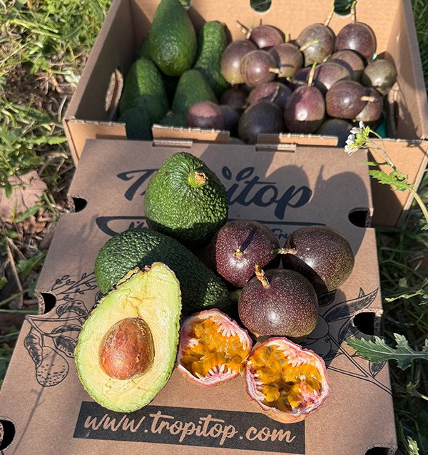 Comprar Fruta de la Pasión y Aguacates Hass | Frescura y Sabor Exótico en Tropitop