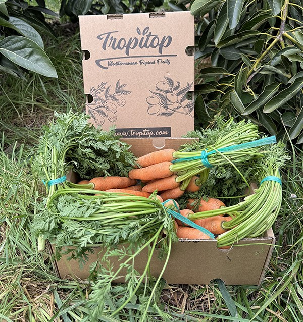 Buy Carrots Online at Tropitop