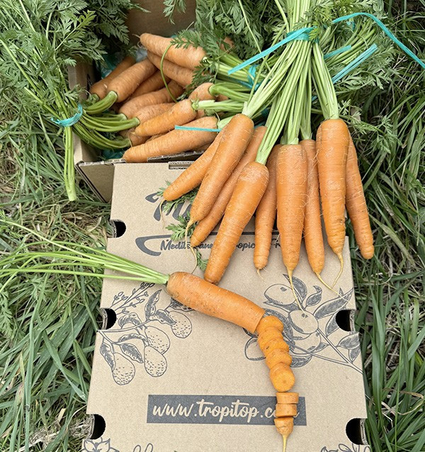 Karotten Bund Online bei Tropitop kaufen