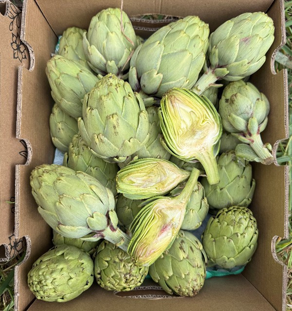 Buy Valencian Artichokes Online at Tropitop