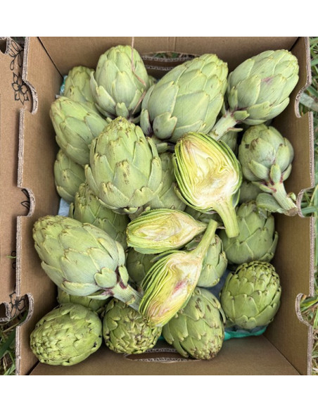 Buy Valencian Artichokes Online at Tropitop