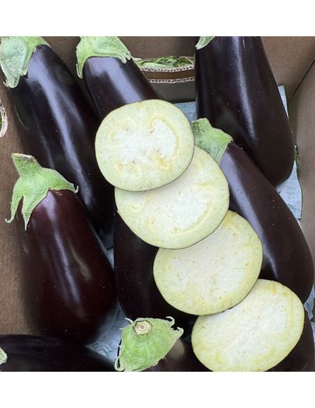 Schwarze Auberginen Online bei Tropitop kaufen