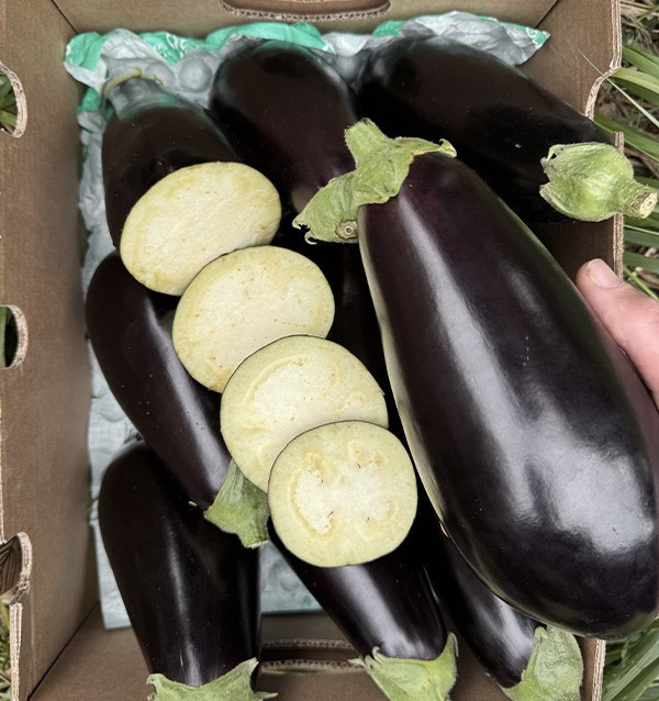 Schwarze Auberginen Online bei Tropitop kaufen