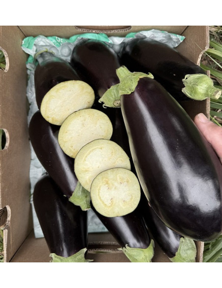 Schwarze Auberginen Online bei Tropitop kaufen