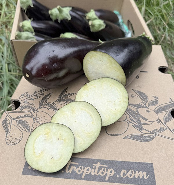 Buy Black Aubergine Online at Tropitop
