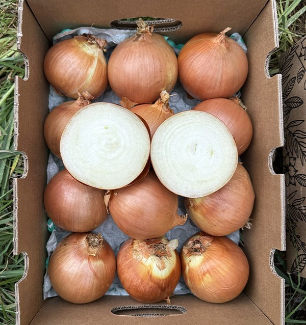 Buy White Dried Onions Online at Tropitop