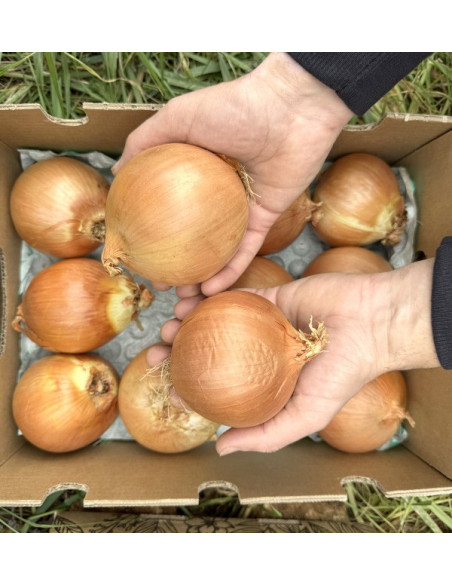 Acheter des Oignons Secs Blancs en Ligne sur Tropitop