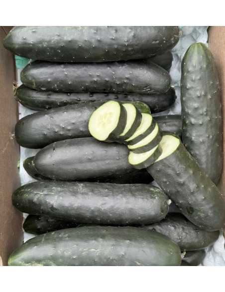 Comprar Pepino corto Online en Tropitop
