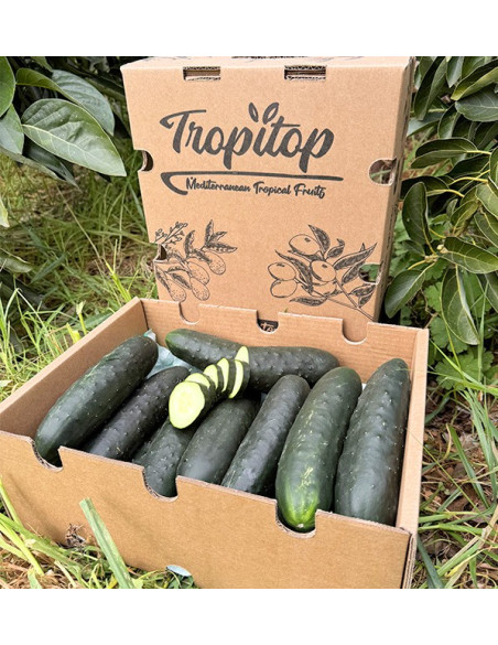 Comprar Pepino Curto Online na Tropitop