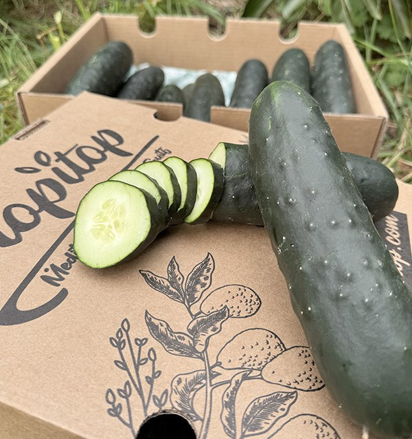 Comprar Pepino corto Online en Tropitop
