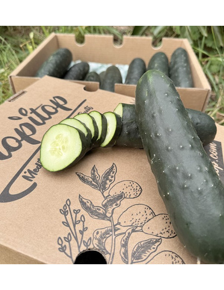Comprar Pepino corto Online en Tropitop