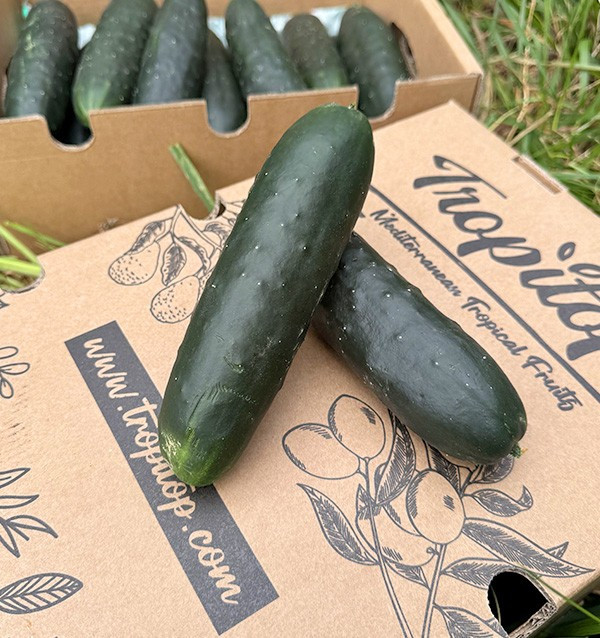 Comprar Pepino corto Online en Tropitop