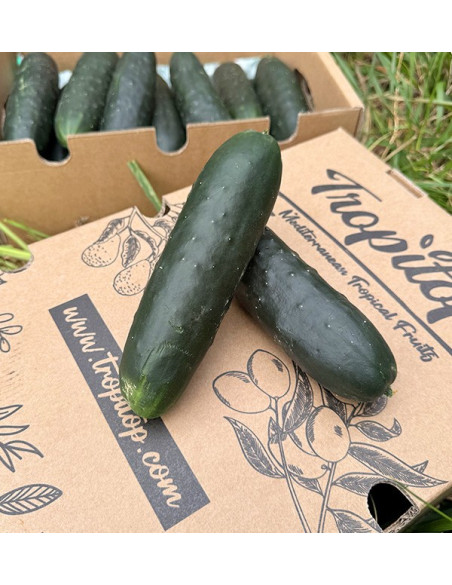 Comprar Pepino corto Online en Tropitop