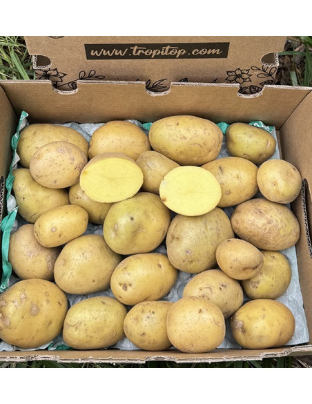 Neue Weiße Kartoffeln Online bei Tropitop kaufen