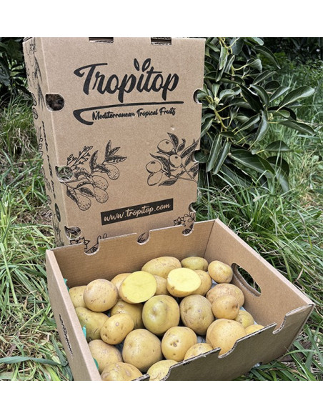 Neue Weiße Kartoffeln Online bei Tropitop kaufen