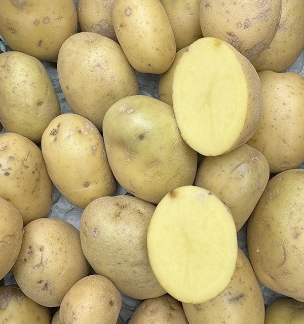 Buy New White Potatoes Online at Tropitop