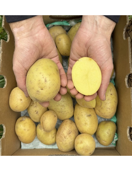 Neue Weiße Kartoffeln Online bei Tropitop kaufen