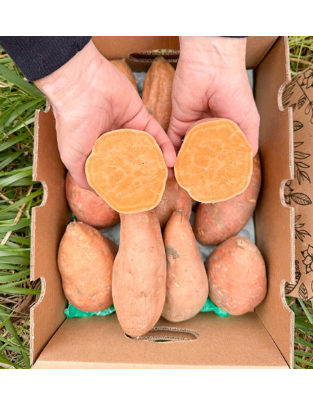 Acquista Patata dolce Online su Tropitop