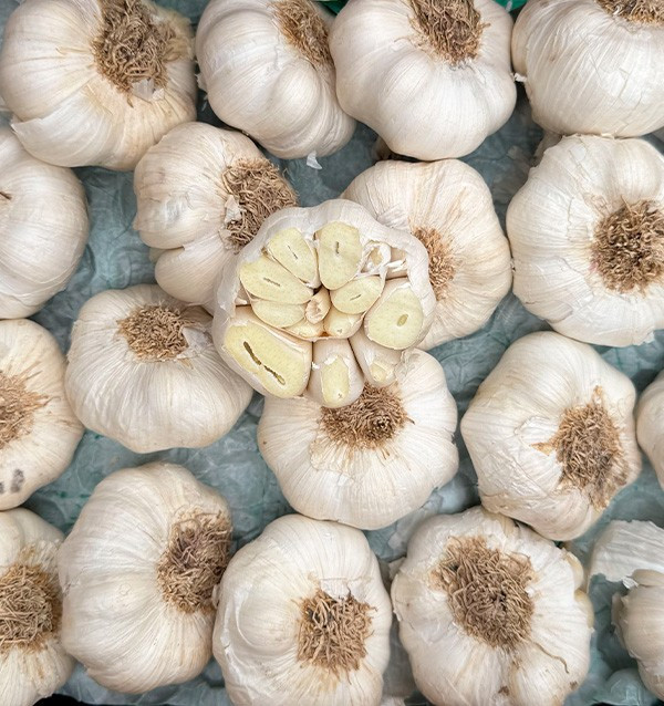Buy White Garlic Online at Tropitop 2