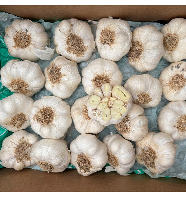 Buy White Garlic Online at Tropitop