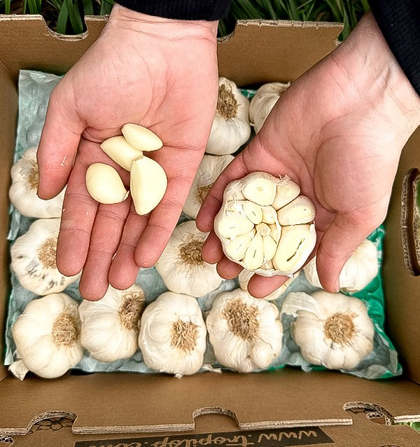 Comprar Alho Branco Online na Tropitop