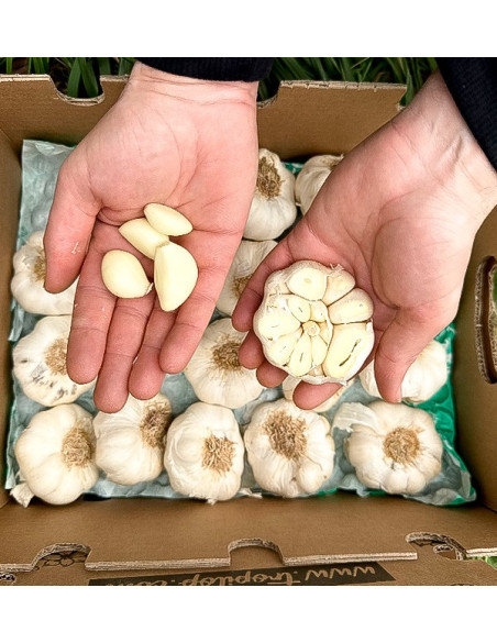 Acheter de l'Ail Blanc en ligne sur Tropitop