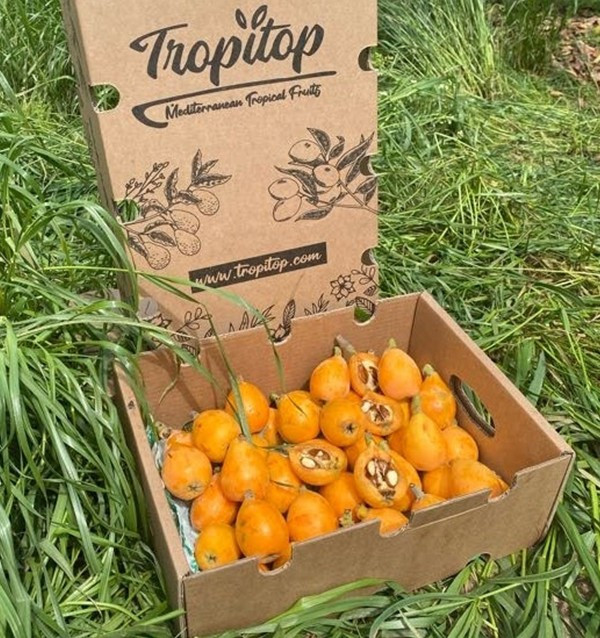 Buy Loquats Online at Tropitop