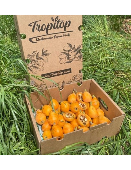 Buy Loquats Online at Tropitop